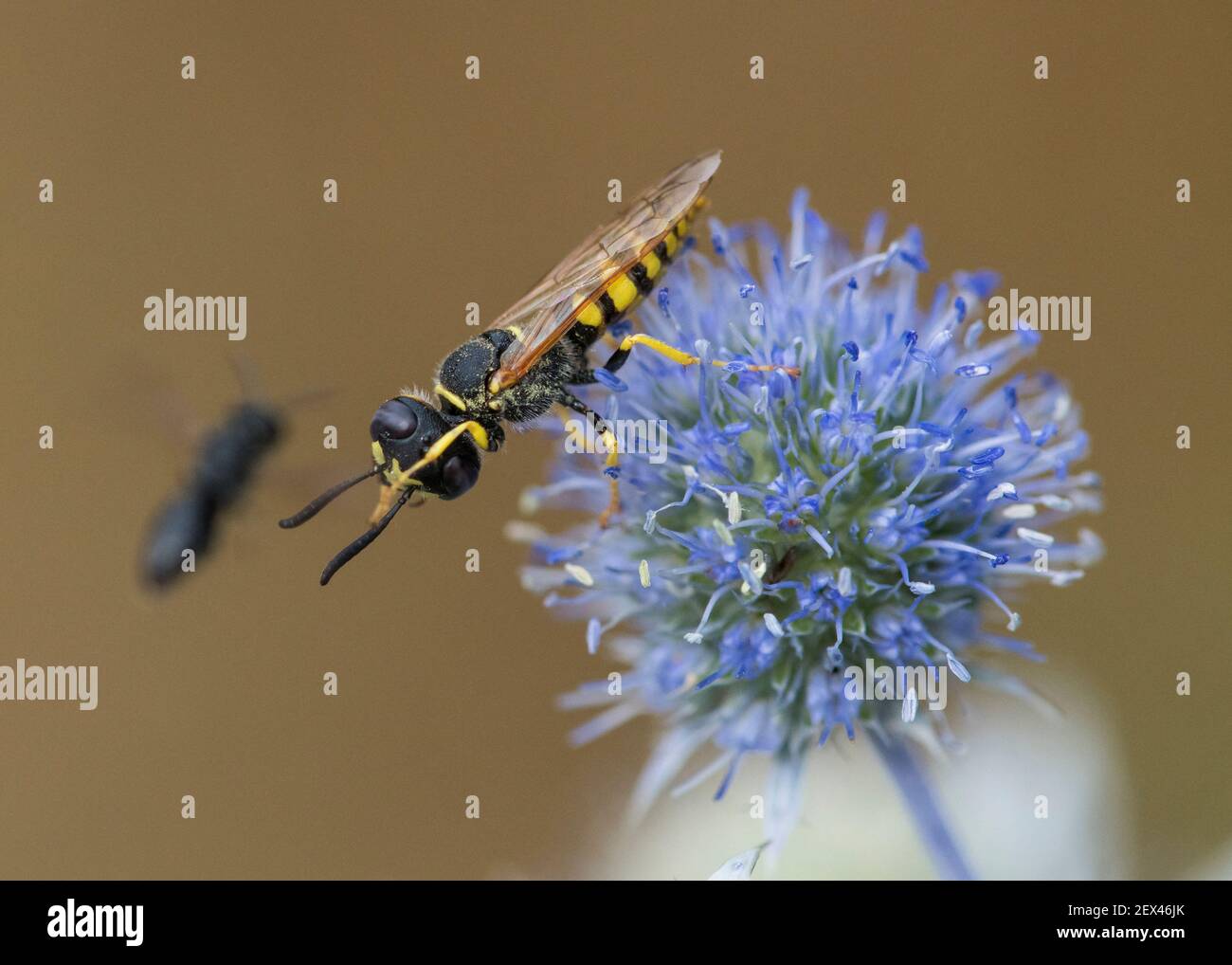 European beewolf (Philanthus triangulum) on Blue Thistle: Plains eryngo (Eryngium planum), Jardin des Plantes, Paris, France Stock Photo