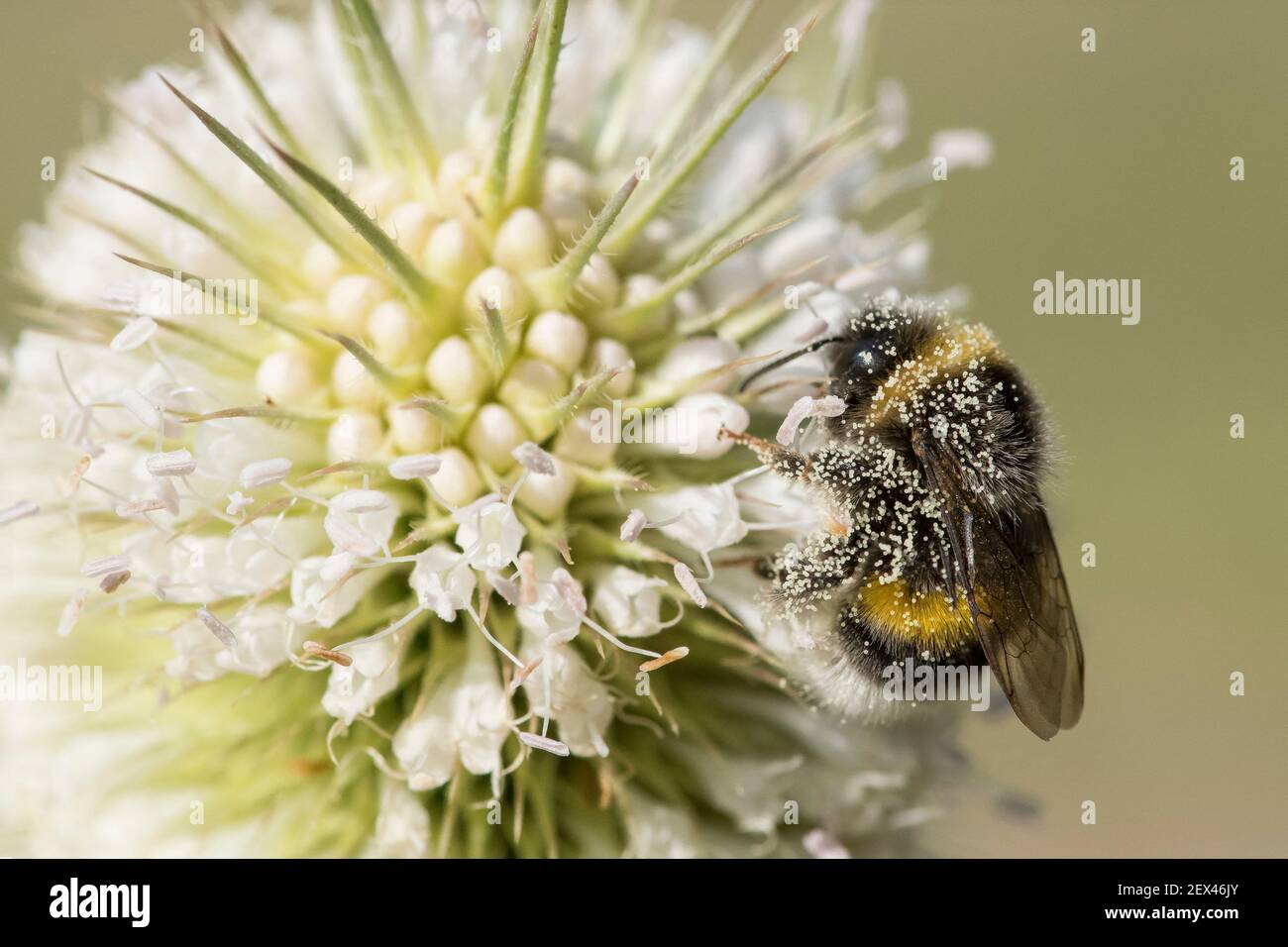 Buff-tailed bumblebee (Bombus terrestris) covered with pollen on cut-leaved teasel flowers (Dipsacus laciniatus), Jardin des plantes, Paris, France Stock Photo