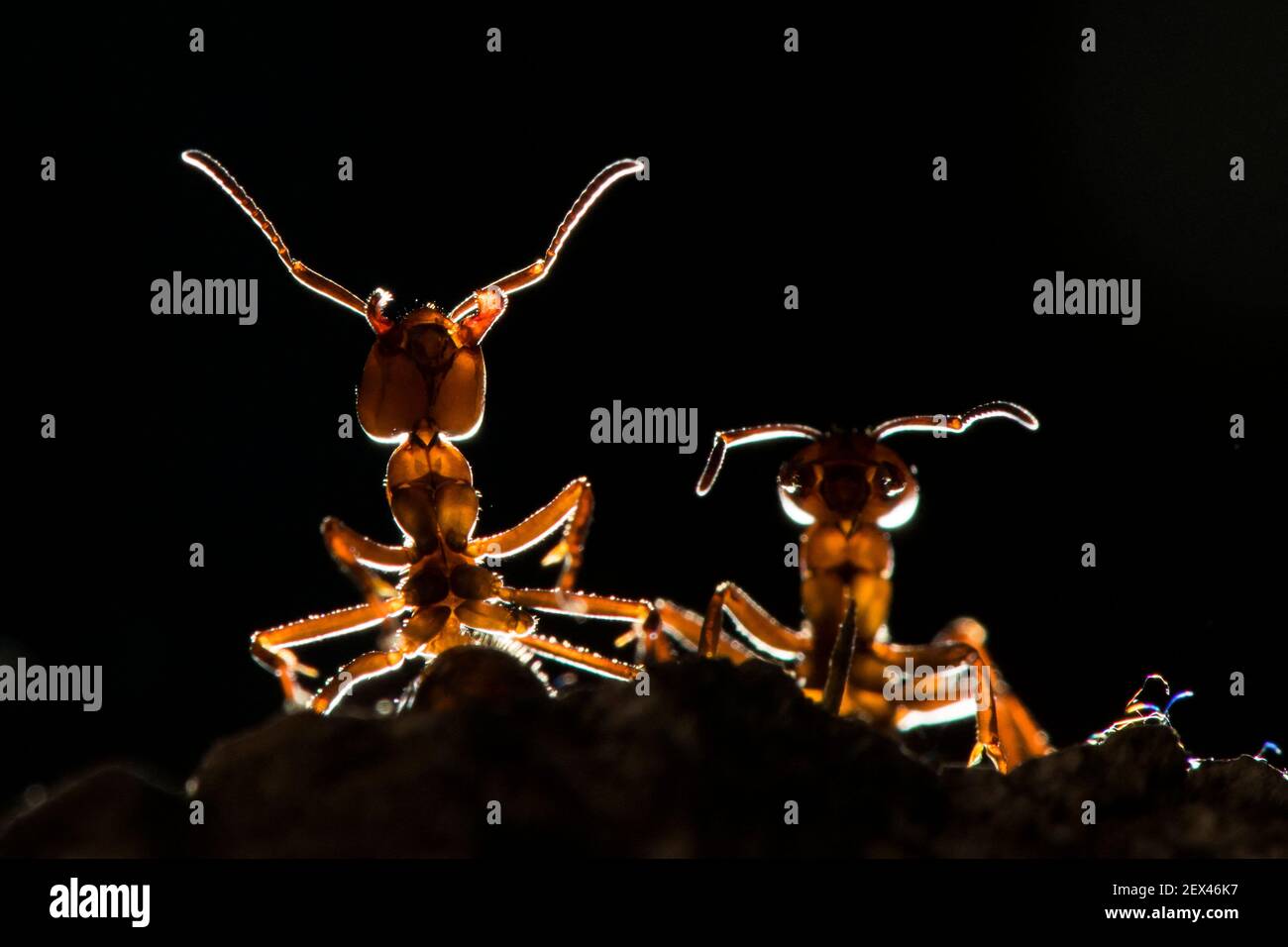 European Red Wood Ant (Formica polyctena) in backlight, Lorraine, France Stock Photo