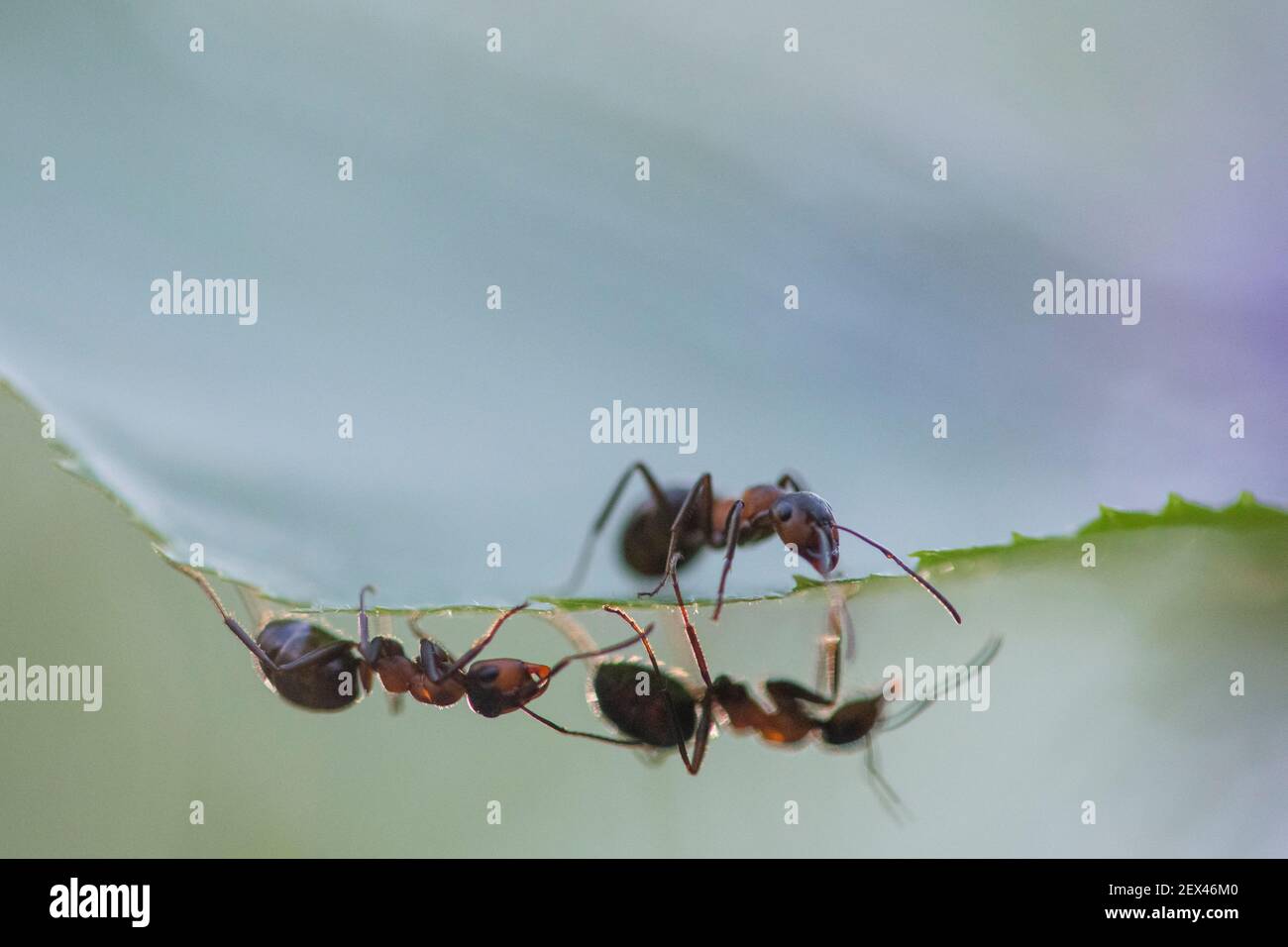 European Red Wood Ant (Formica polyctena) on a leaf, Lorraine, France Stock Photo