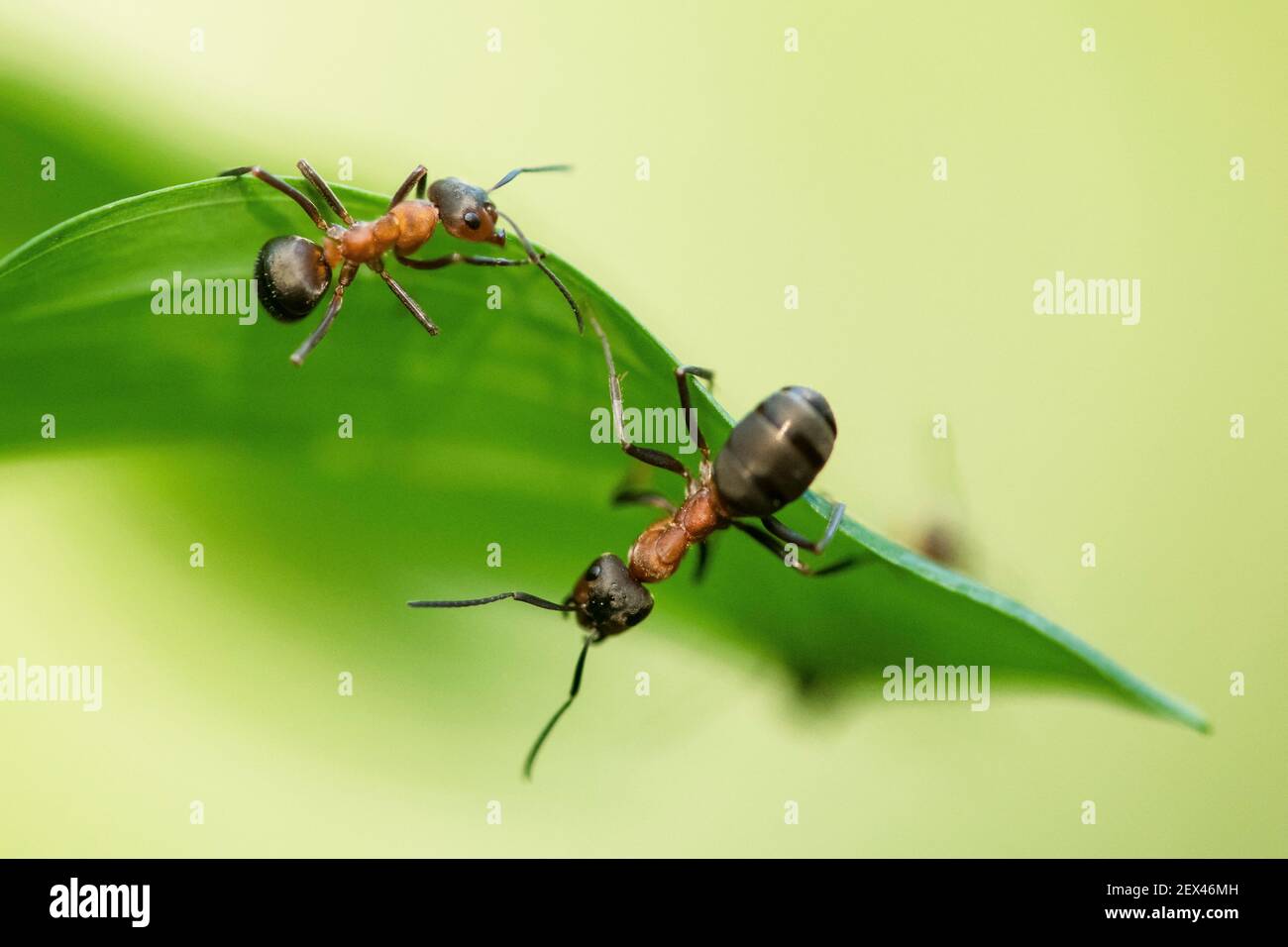 European Red Wood Ants (Formica polyctena) on a leaf, Lorraine, France Stock Photo