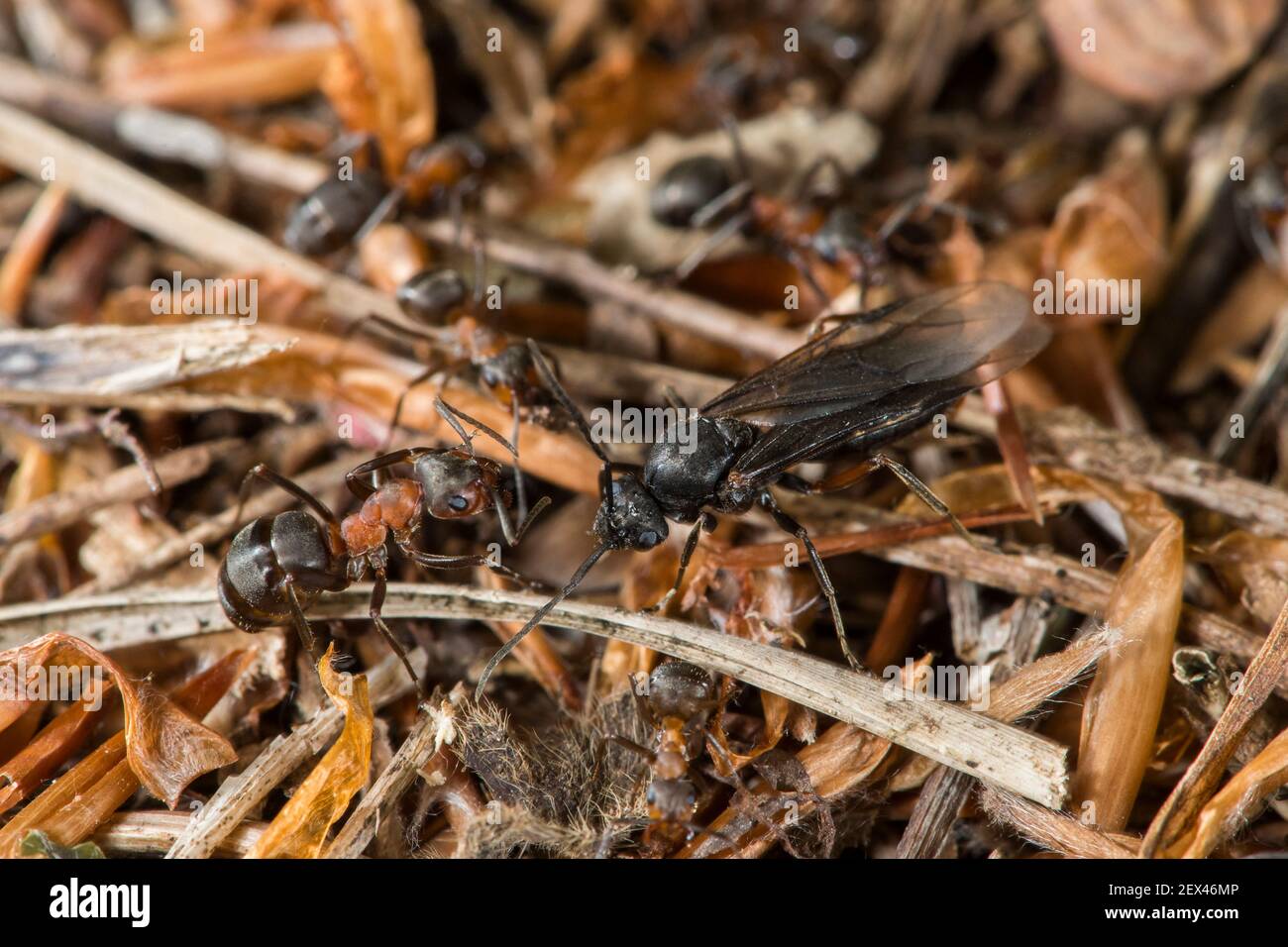 European Red Wood Ant (Formica polyctena) sexed winged individual next to a worker, Lorraine, France Stock Photo