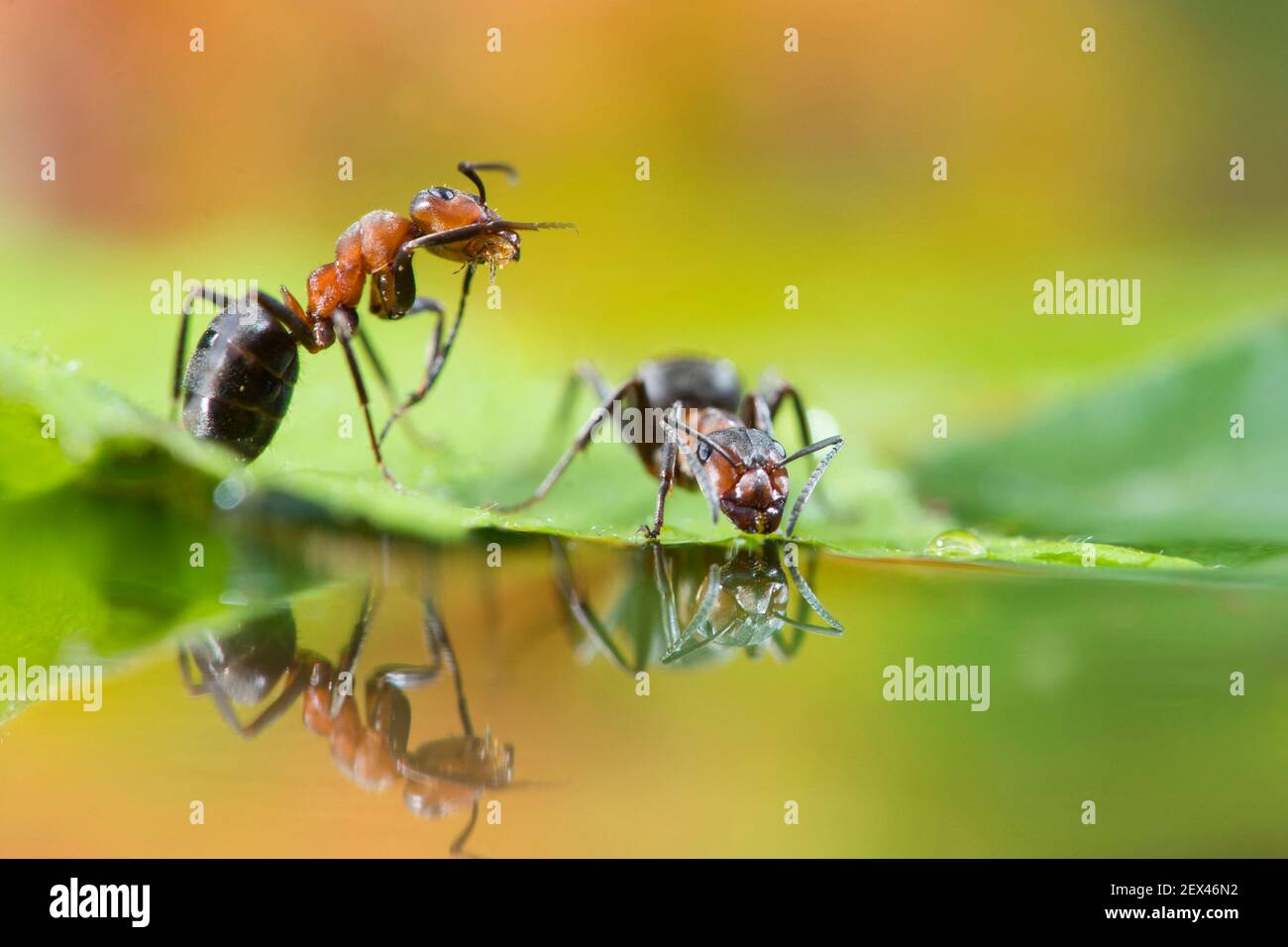 European Red Wood Ant (Formica polyctena) drinking and their reflection, Lorraine, France Stock Photo