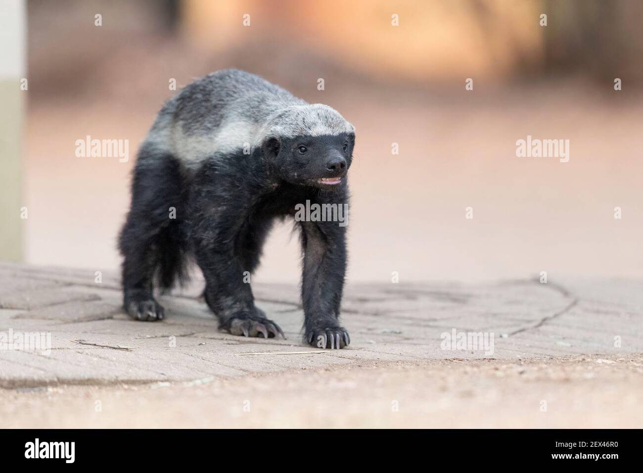 Honey Badger (Mellivora capensis), adult walking, Mpumalanga, South