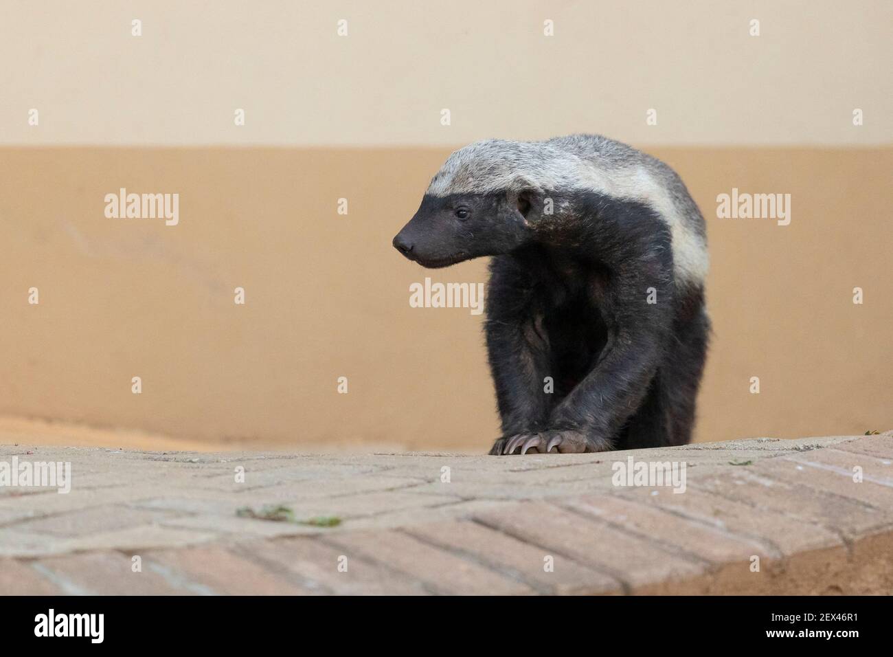 Honey Badger (Mellivora capensis), front view of an adult standing on the ground Mpumalanga, South Africa Stock Photo