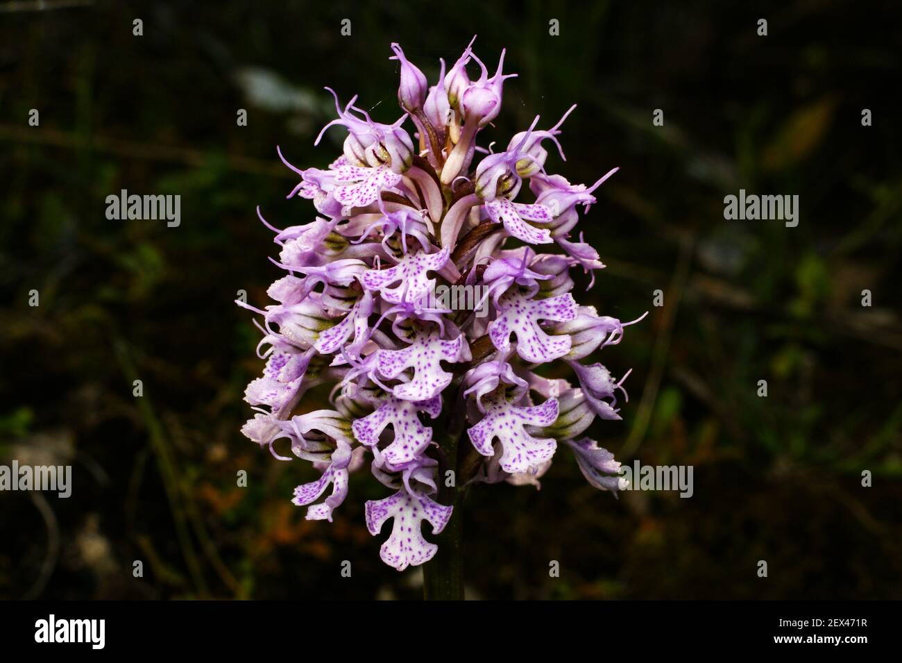 Flower of the milky orchid, Neotinea lactea, Orchis lactea, on Majorca, Spain Stock Photo
