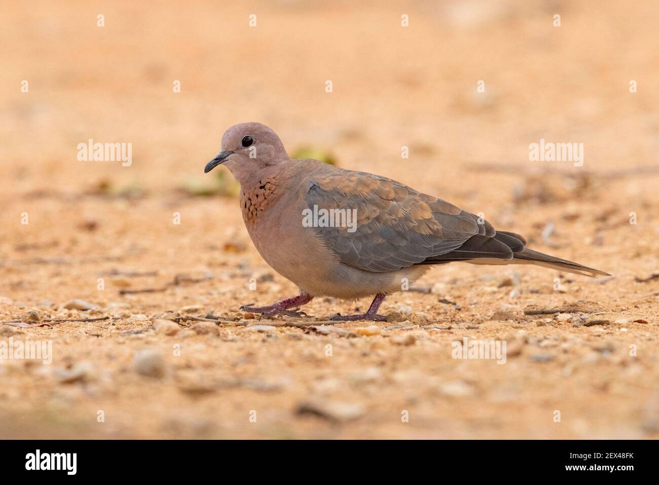 Laughing Dove (Streptopelia senegalensis), side view of an adult standing on the ground, Mpumalanga, South Africa Stock Photo