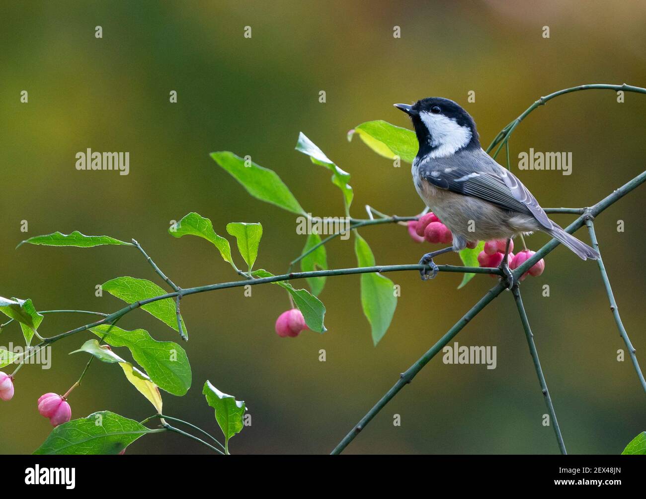 Coal tit (Periparus ater) perched on Spindele, England Stock Photo