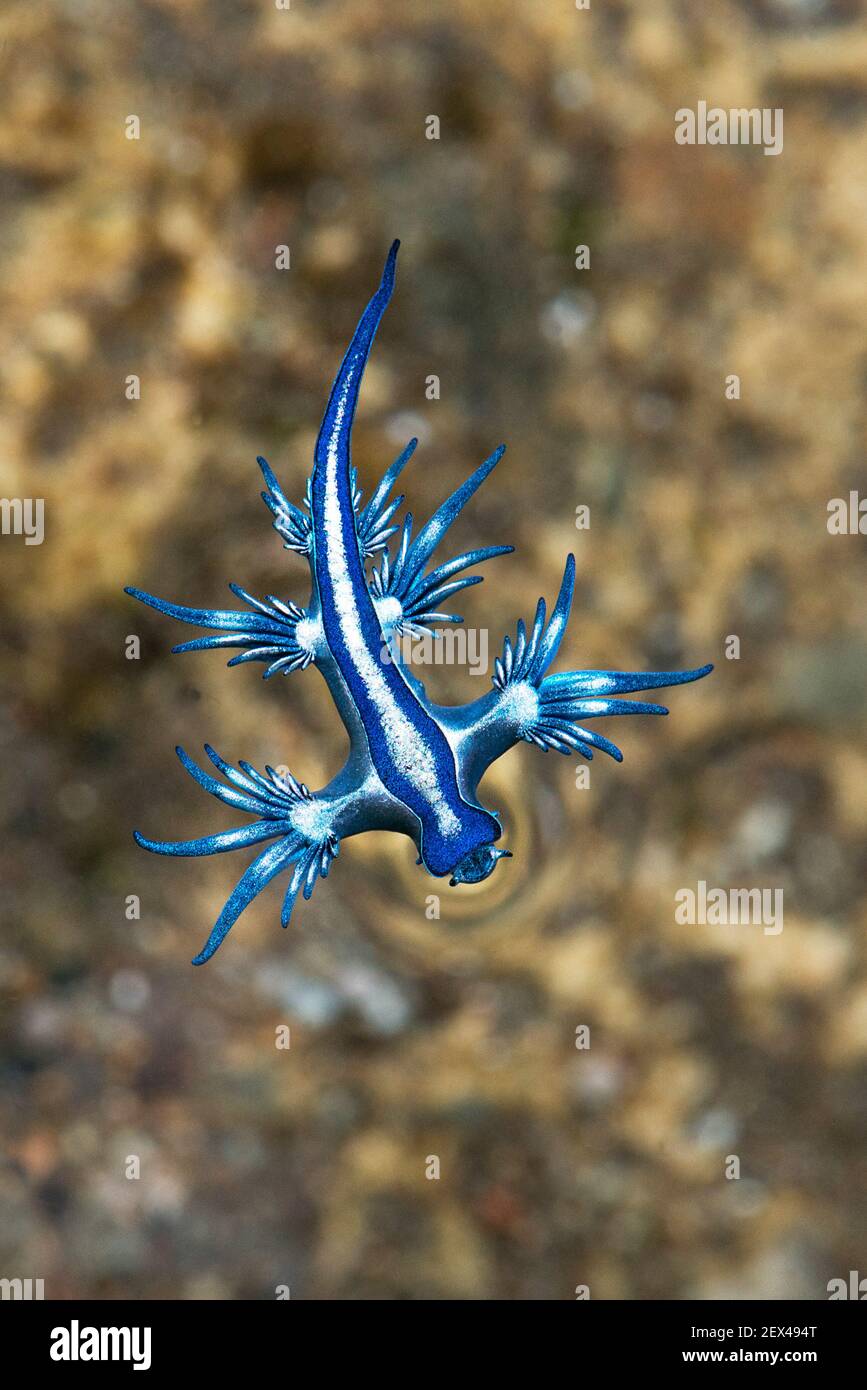 Blue Dragon Sea Slug High Resolution Stock Photography And Images Alamy