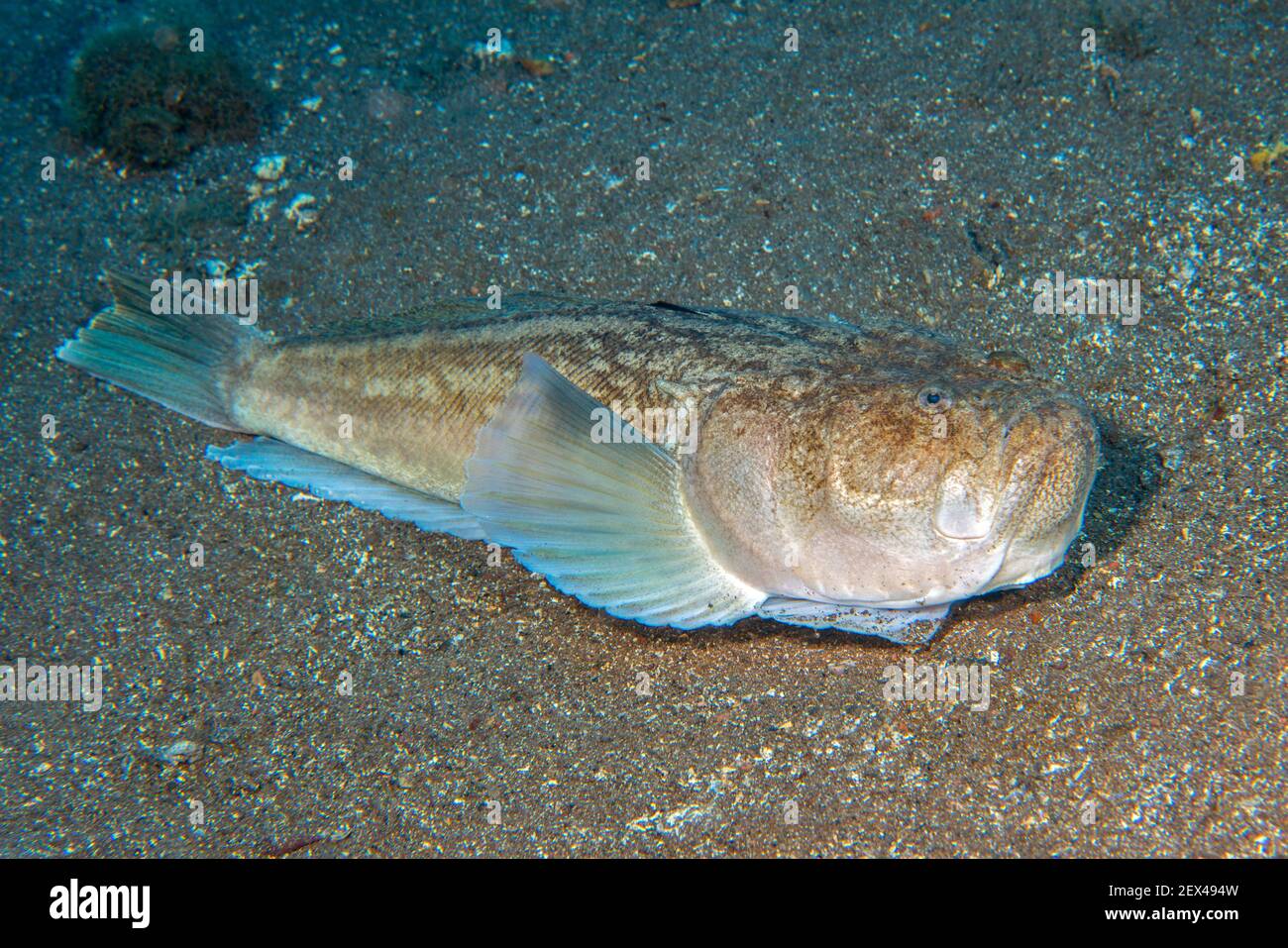 Atlantic stargazer(Uranoscopus scaber). He lives buried in the sand, with only his two eyes and his mouth sticking out of the bottom. Fish of the Cana Stock Photo