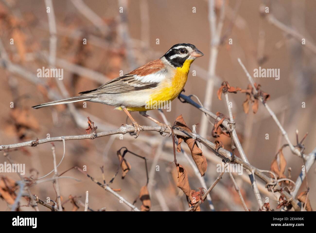 Golden-breasted Bunting (Emberiza flaviventris kalaharica), side view of an adult male perched on a branch, Mpumalanga, South Africa Stock Photo