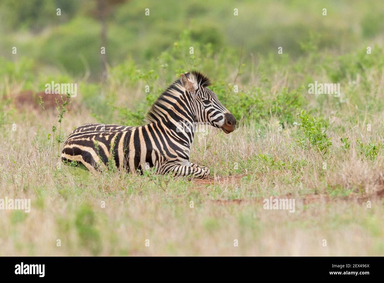 Burchell's Zebra (Equus quagga burchellii), juvenile resting on the ground, Mpumalanga, South Africa Stock Photo