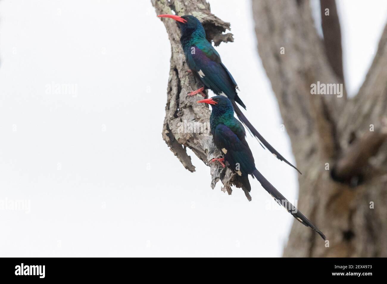 Green Wood Hoopoe (Phoeniculus purpureus), two adults perched on deaed branch, Mpumalanga, South Africa Stock Photo