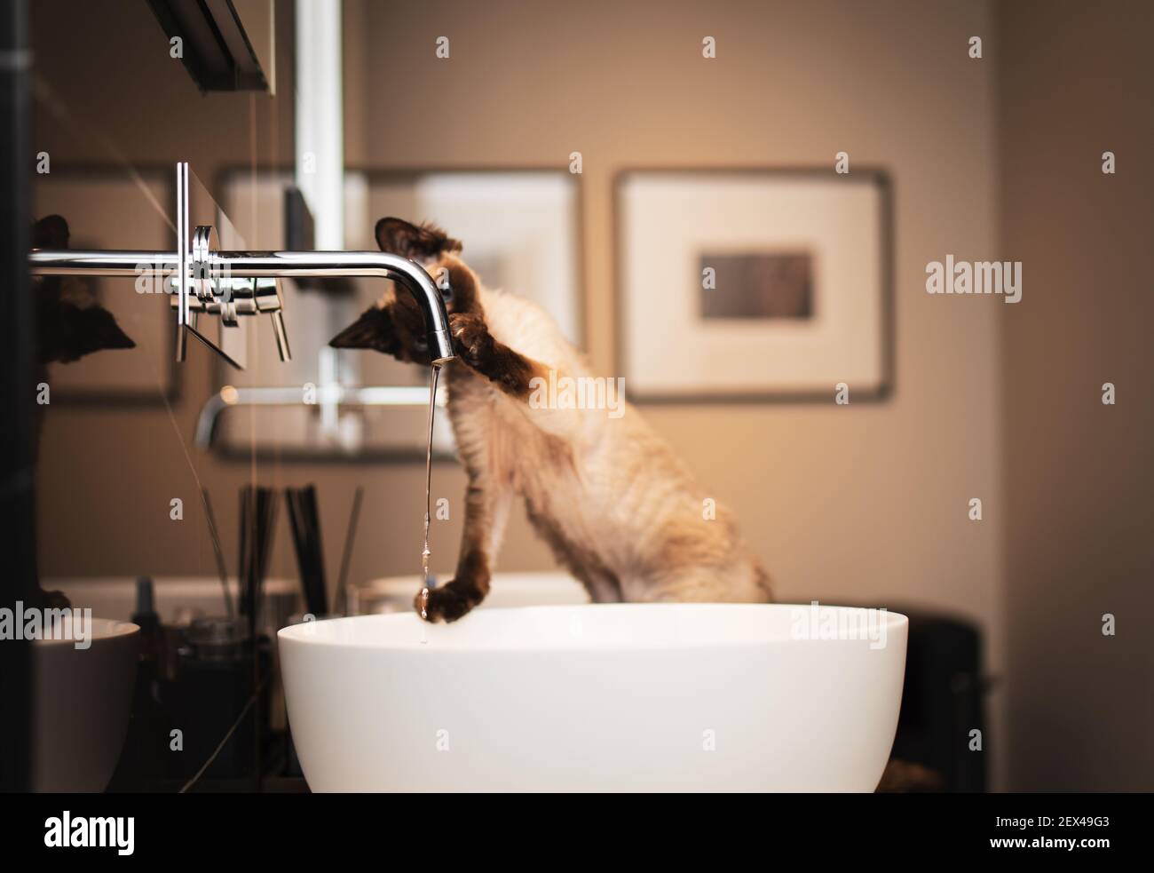 Little kitten (Devon Rex) playing with a water from a water tap in the bathroom interior. Selective focus, bokeh Stock Photo