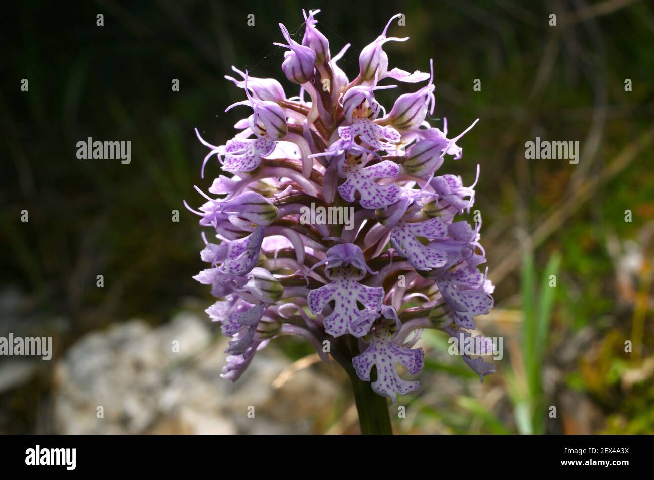 Flower of the milky orchid, Neotinea lactea, Orchis lactea, on Majorca, Spain Stock Photo