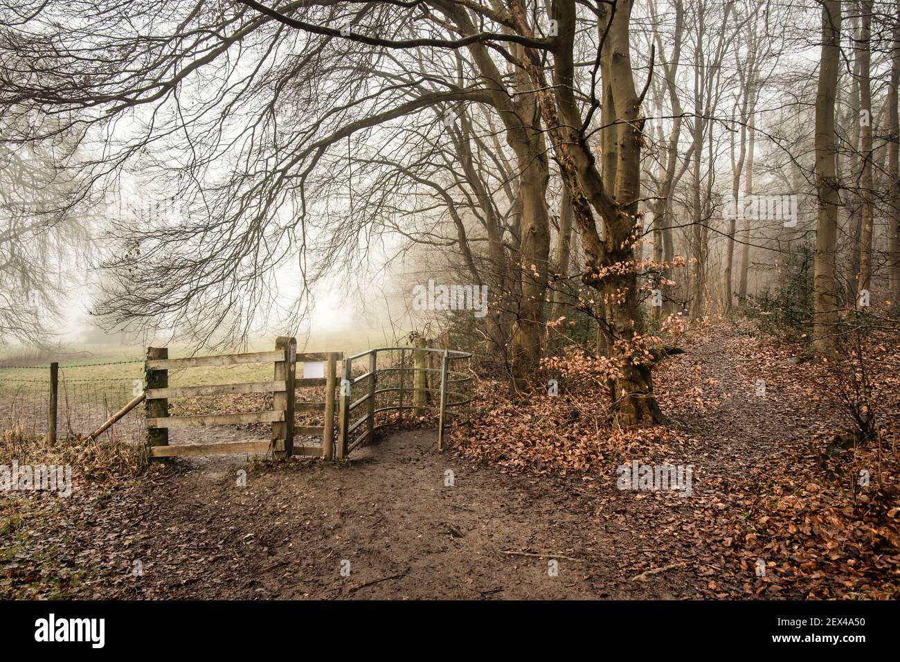 Foggy Chiltern Hills pathways with path signs between Little Chalfont and Latimer, England Stock Photo