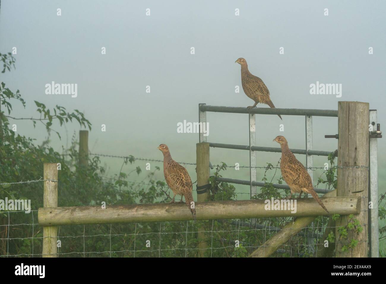 Pheasant (Phasianus colchicus) hen perched on a fence, England Stock Photo