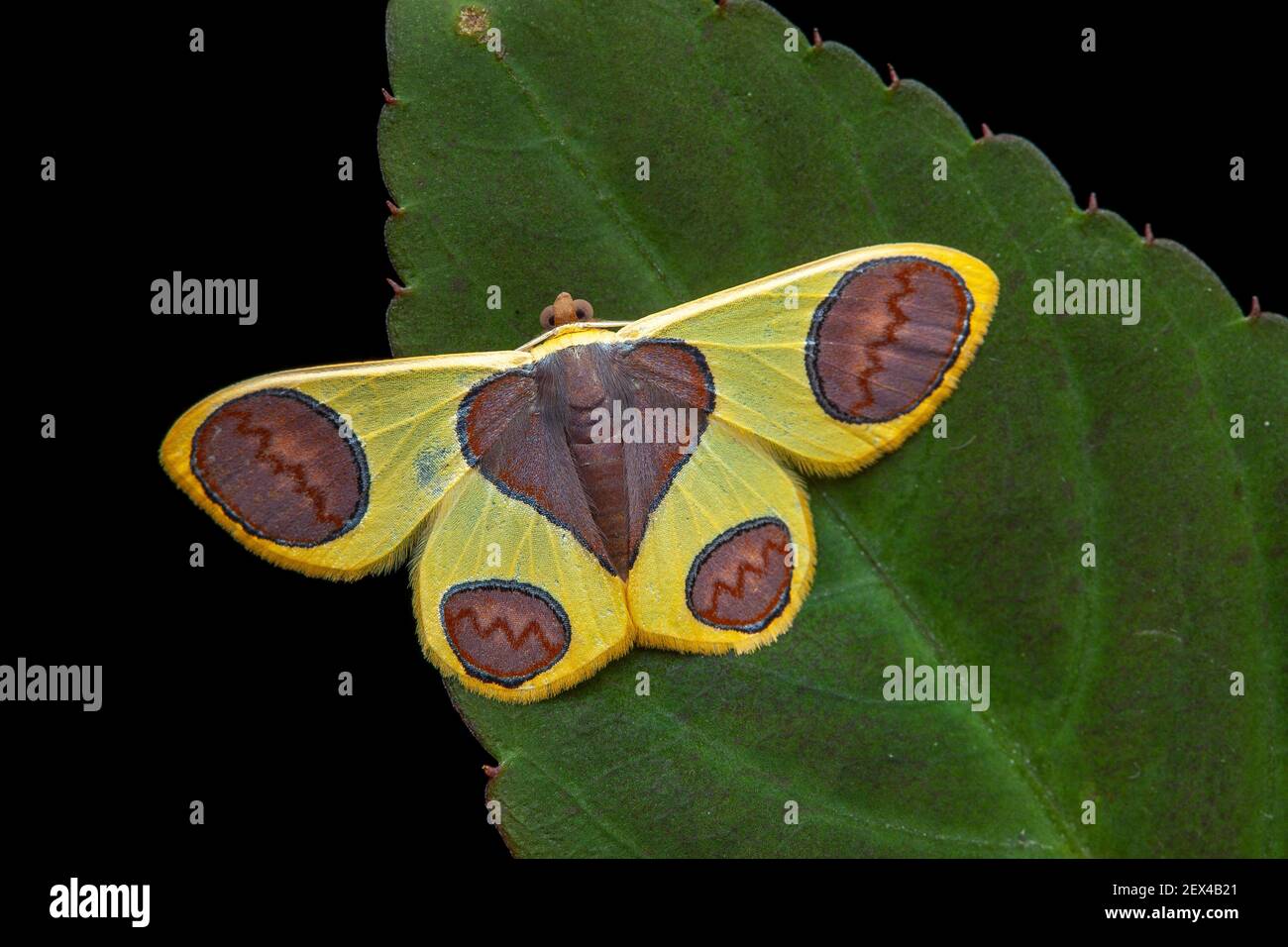 Geometer moth (Plutodes flavescens), imago on a leaf, Kinabalu NP, Borneo, Malaysia Stock Photo