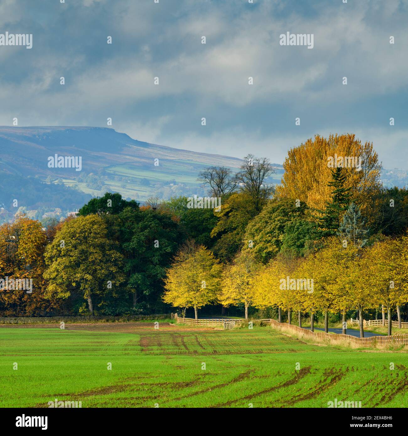 Scenic rural autumn landscape (arable farmland, colourful leaves, trees by lane, upland hills, hillside, Ilkley Moor) - North Yorkshire, England, UK. Stock Photo