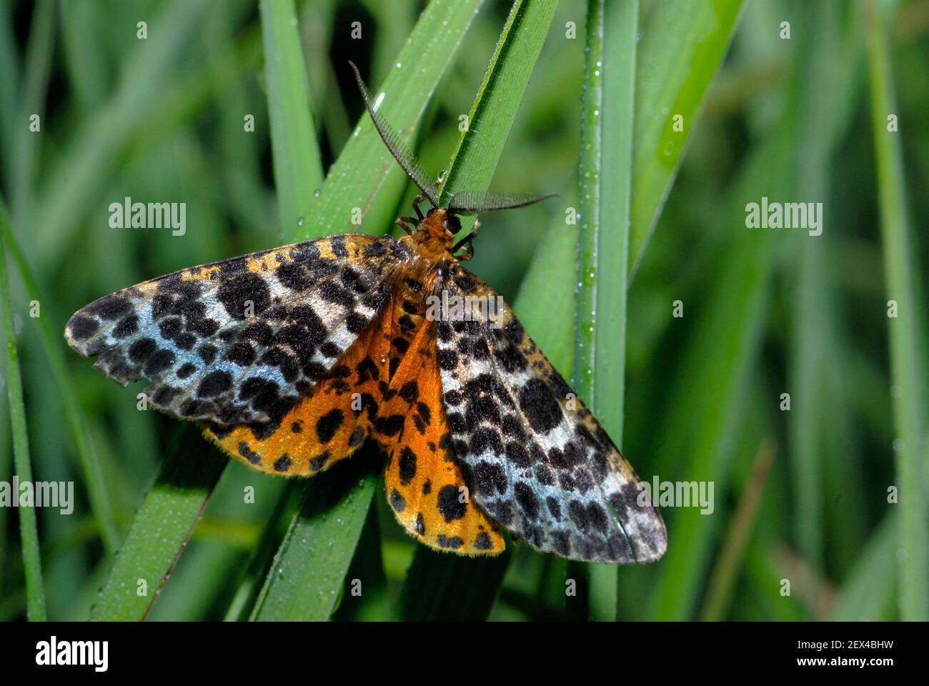 Blackish Beauty (Arichanna melanaria) male on a leaf, Parc naturel regional  des Vosges du Nord, France Stock Photo - Alamy