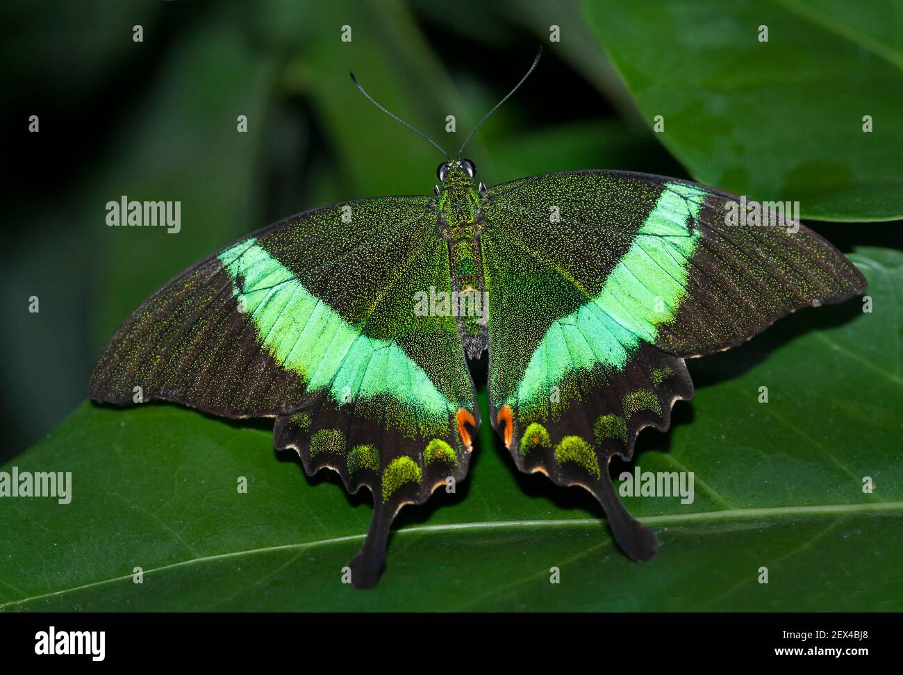 Emerald Swallowtail (Papilio palinurus) on leaf, native of the ...