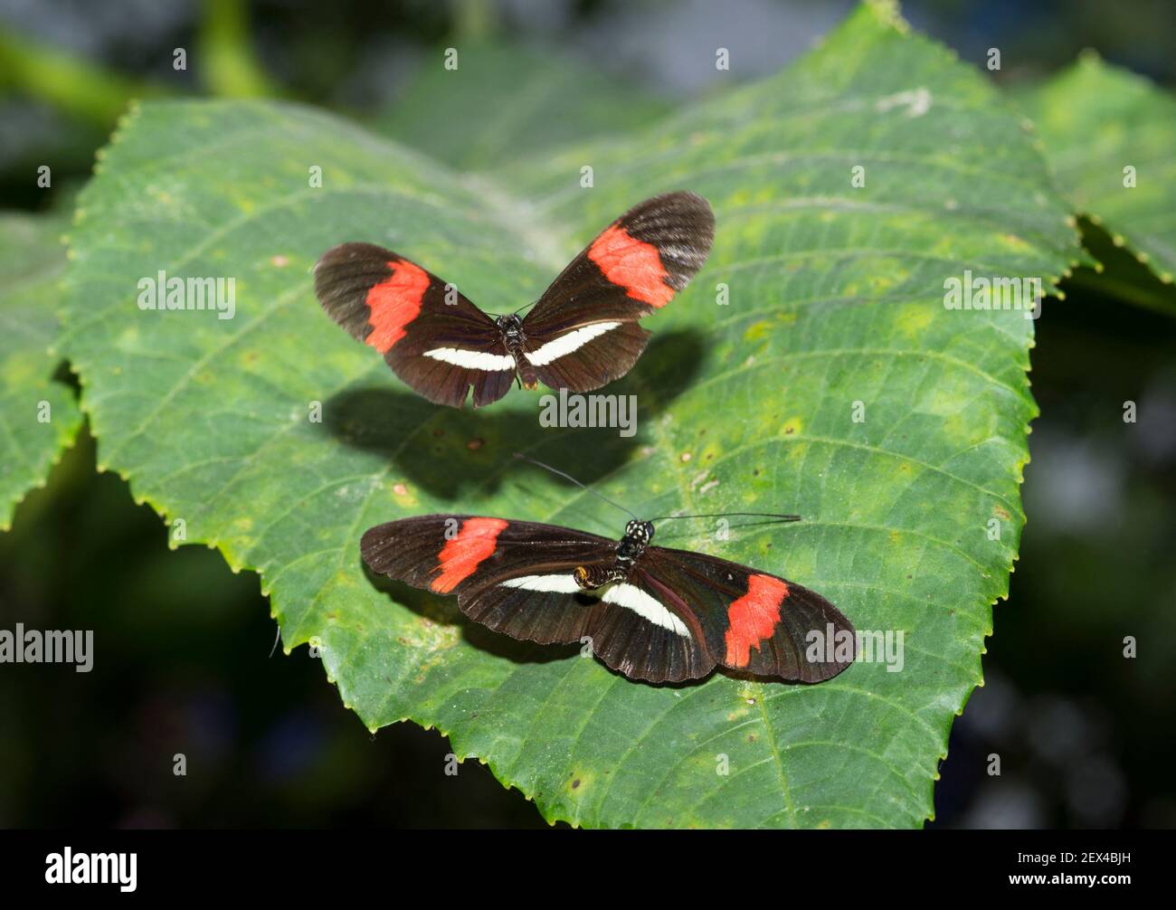 Rosina butterfly hi-res stock photography and images - Alamy