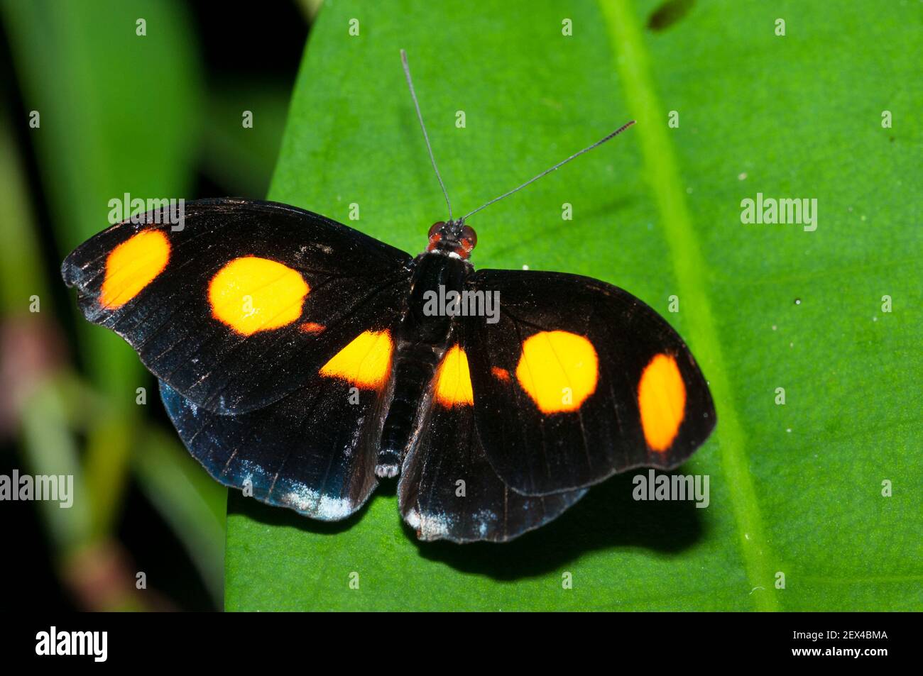 Blue-frosted Banner (Catonephele numilia) male on a leaf, native to Costa Rica Stock Photo