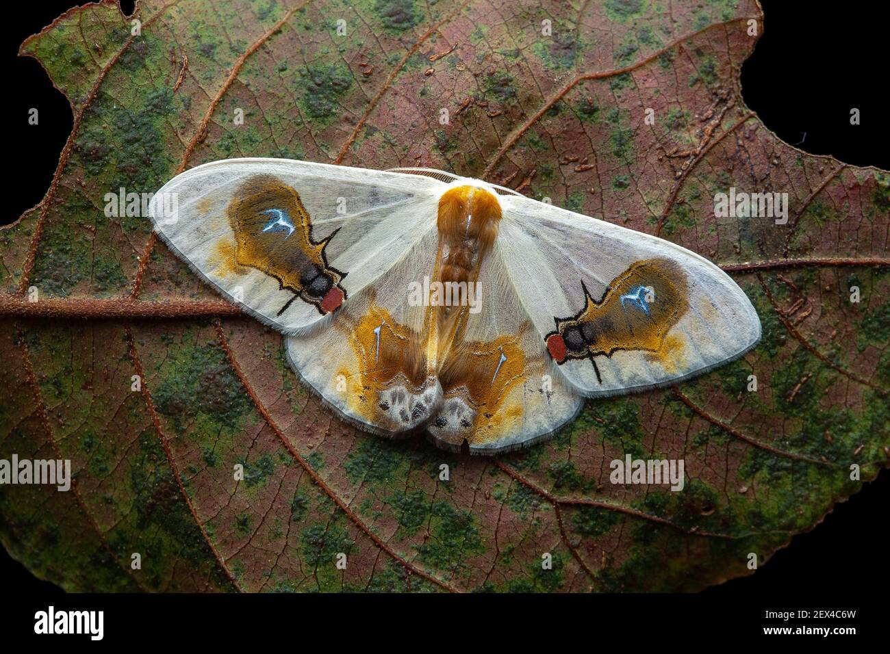 Moth (Macrocilix maia), with false fly spots, Kinabalu NP, Borneo, Malaysia Stock Photo