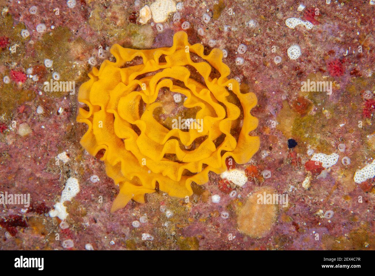 The egg mass of a dorid sea slug, Ponza island, Italy, Tyrrhenian Sea