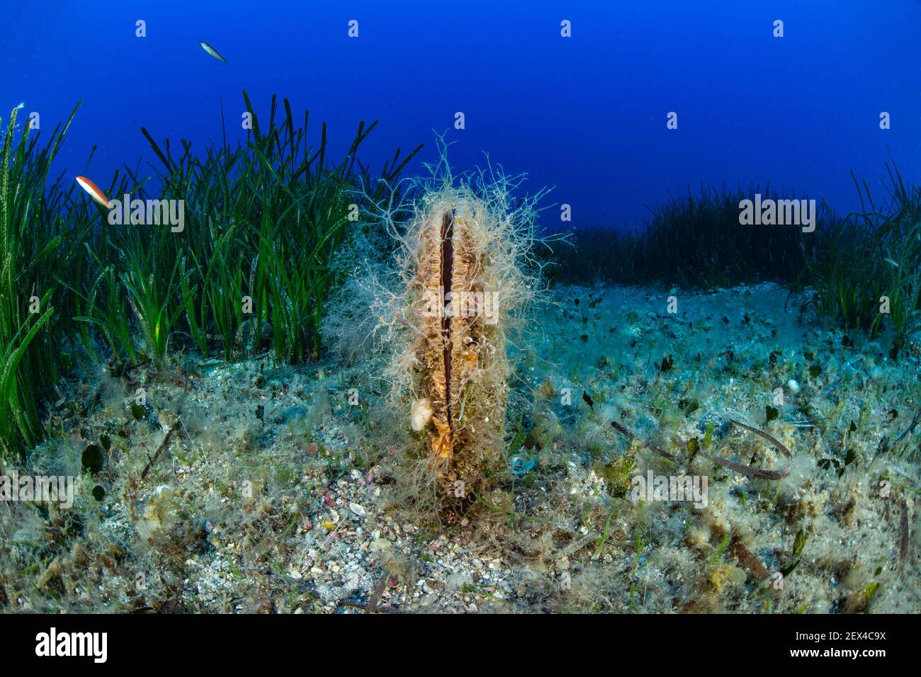 Noble pen shell, (Pinna nobilis) is a large species of Mediterranean
