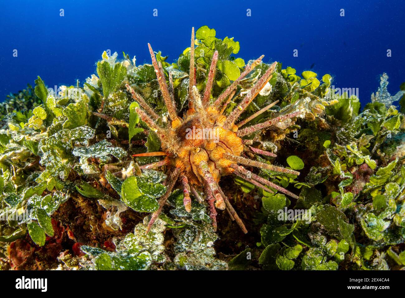 Sea urchin, (Stylocidaris affinis), Ponza Island, Italy, Tyrrhenian Sea, Mediterranean Stock Photo