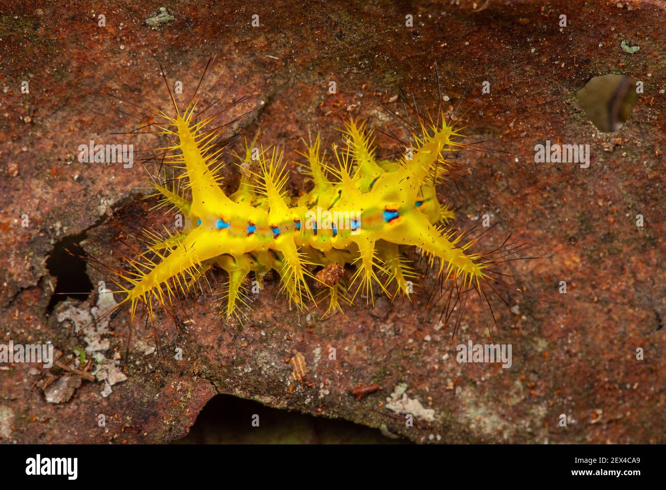 Setora (Setora sp), caterpillar, Peninsular Malaysia Stock Photo