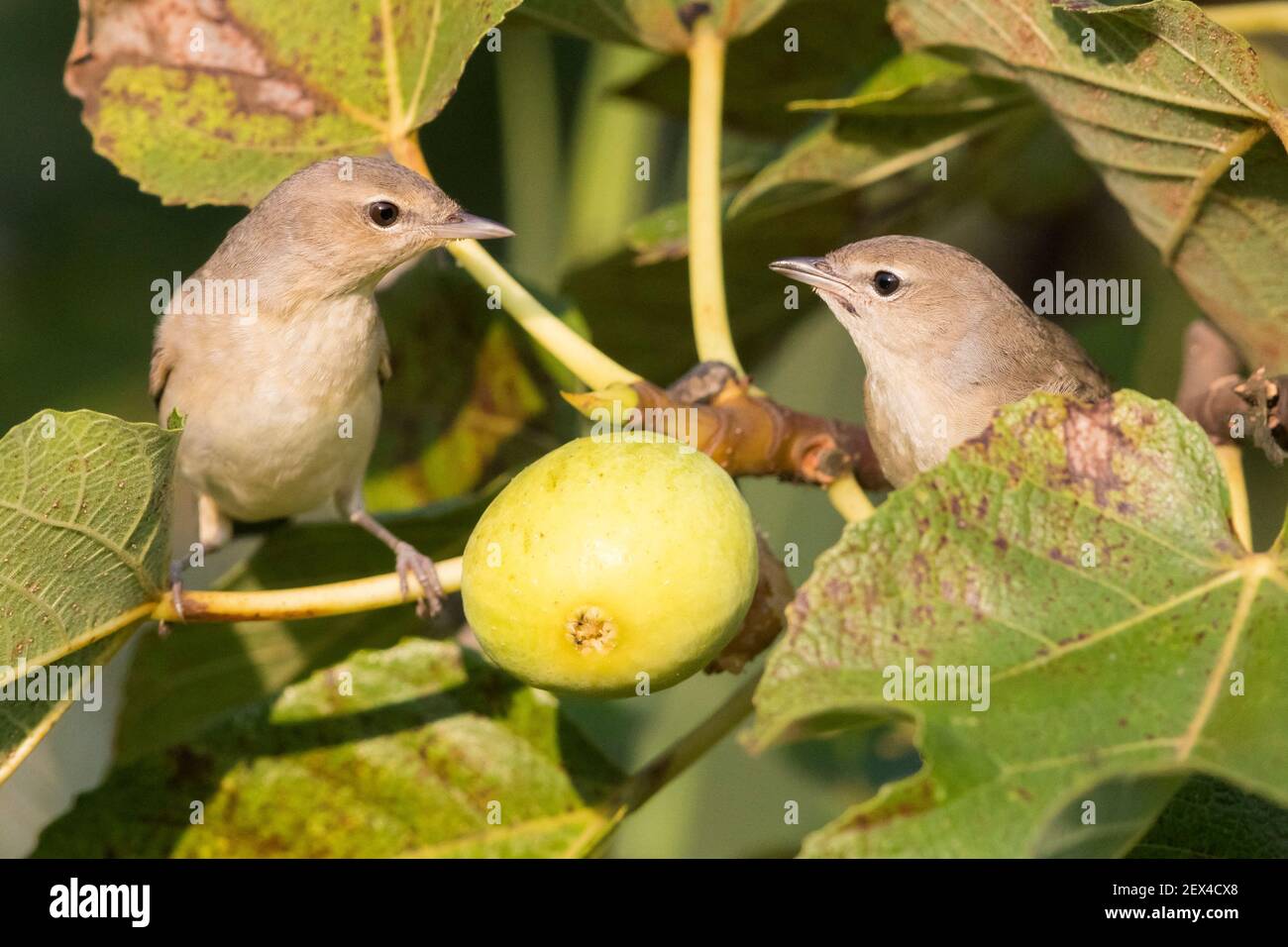 Garden Warbler (Sylvia borin), two individuals in a Common Fig tree, Campania, Italy Stock Photo