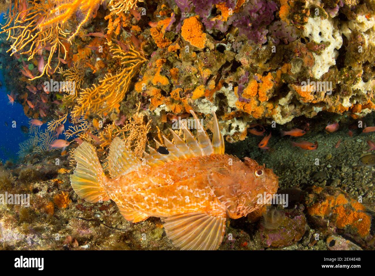 Rockfish species hires stock photography and images Alamy