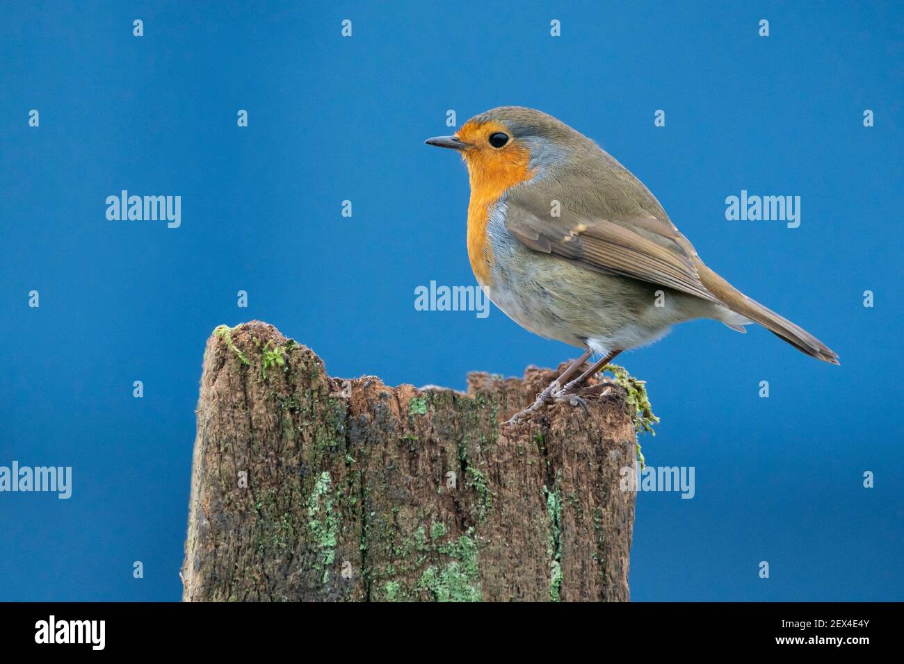 Robin (Erithacus rubecula) perched on a post, England Stock Photo