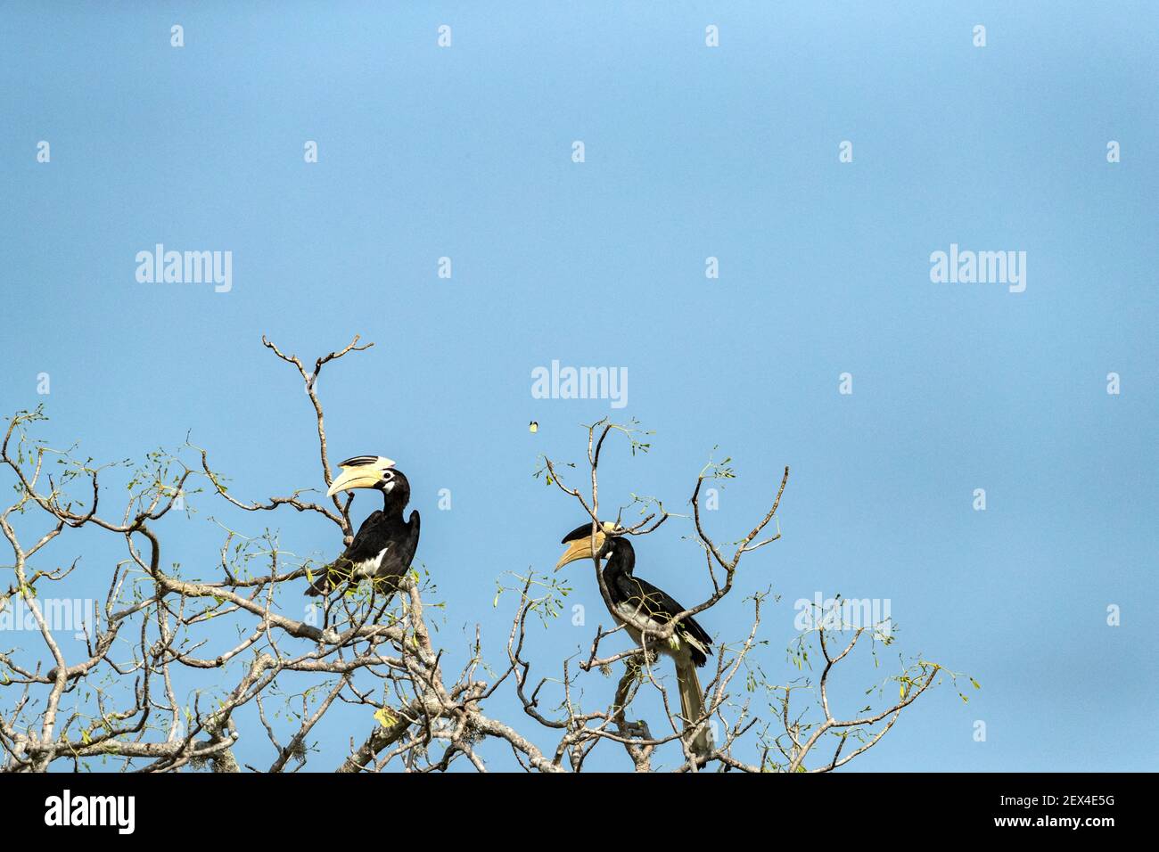 Couple of Malabar pied hornbills, female and male (Anthracoceros coronatus) perched in tree, Yala National Park, Southern Province, Sri Lanka. Stock Photo