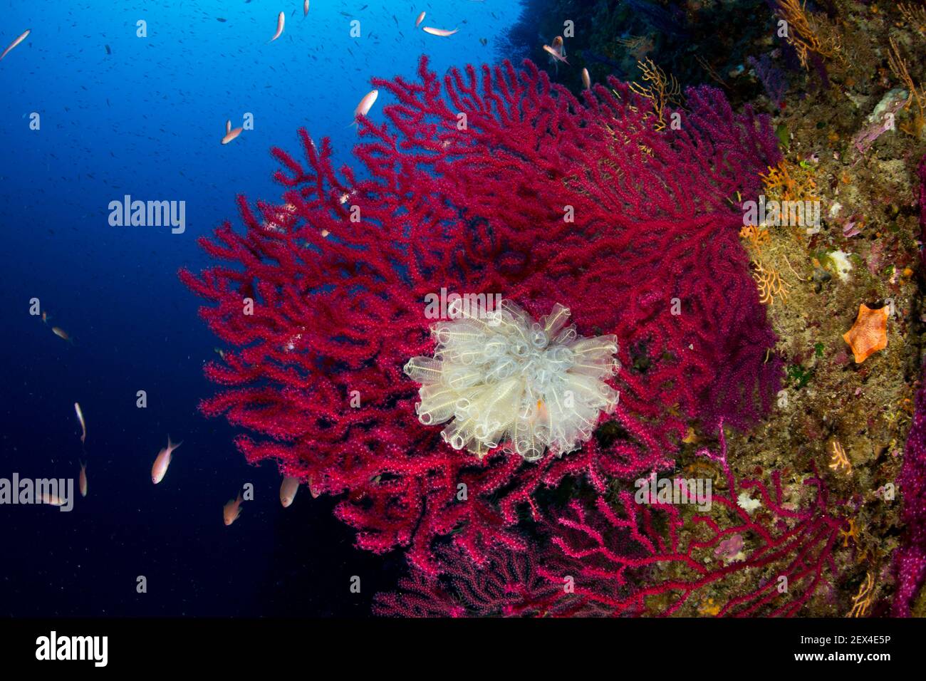 Seafan, Red Gorgonian, Paramuricea clavata and light-bulb sea squirt, Clavelina lepadiformis, Punta Carena, Capri Island, Sorrentine Peninsula, Italy, Stock Photo