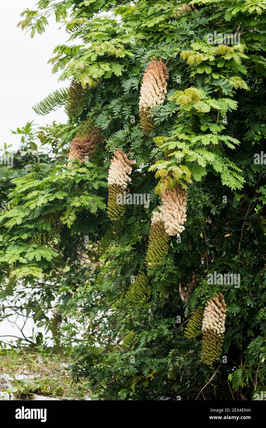 Inflorescences of the Entada shrub (Entada polyphylla) in Rio Guajara, Brazilian Amazonia Stock Photo