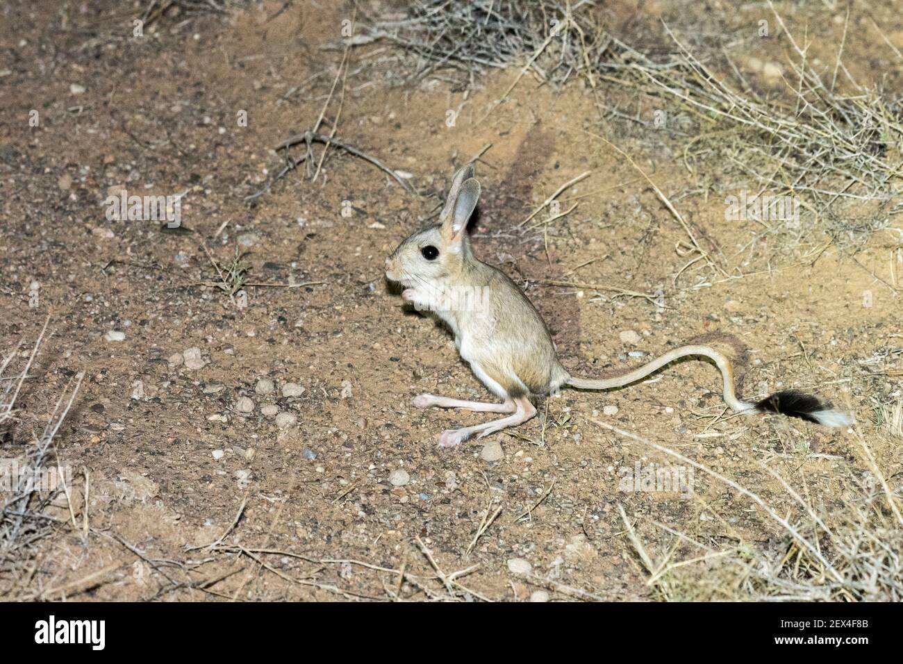 Mongolian fivetoed jerboa (Allactaga sibirica) or Balikun jerboa