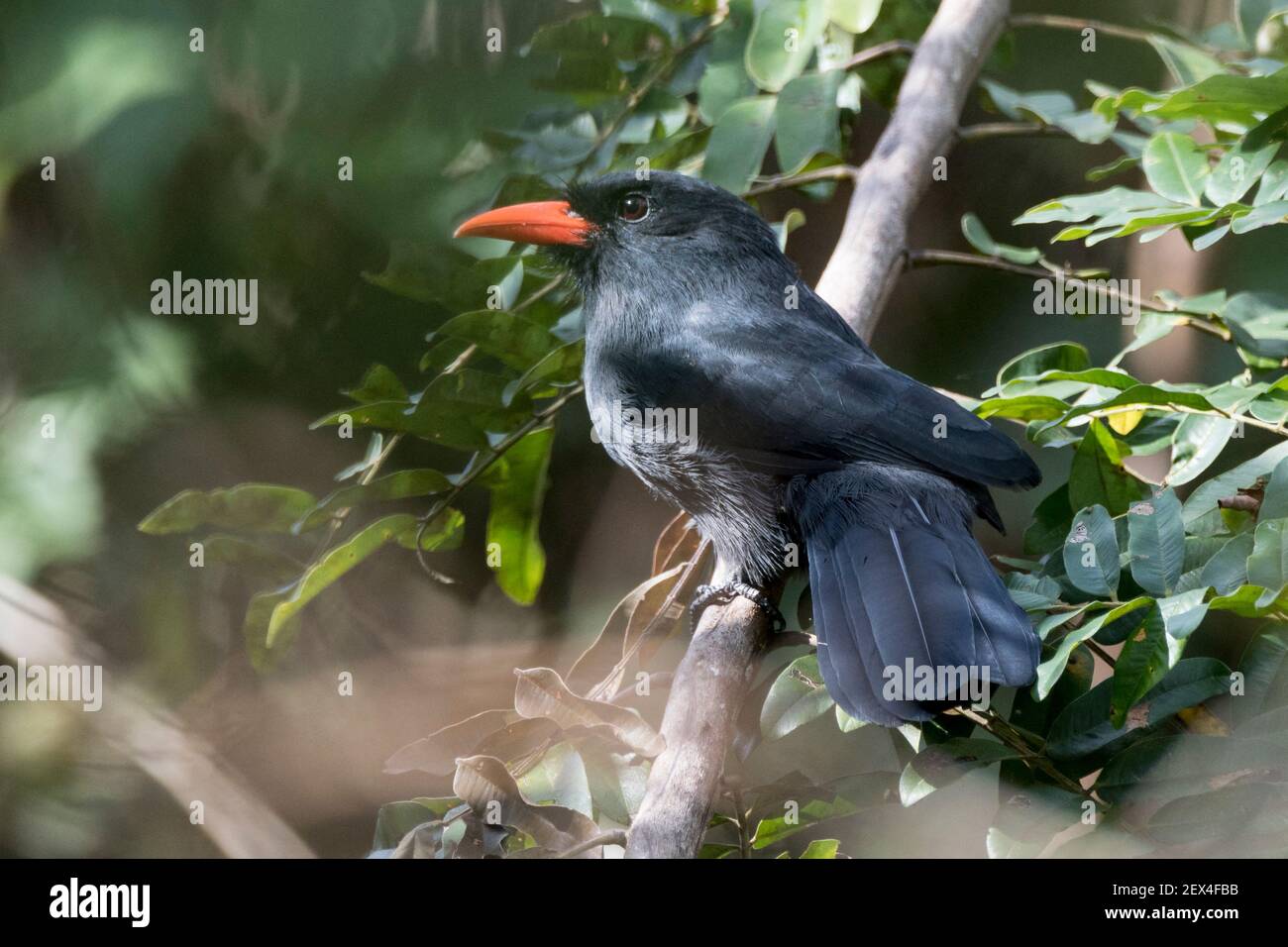 Black Nunbird (Monasa atra) in a tree of the lowland rainforest in Rio Balaio near Parintins, Brazilian Amazon. Stock Photo