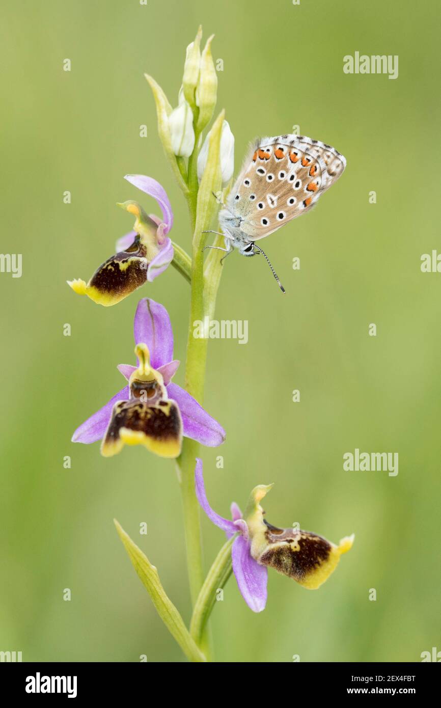 Lycaenid butterfly (Lycaenidae sp) on an Ophrys (Ophrys sp) in Forcalquier, Alpes-de-Haute-Provence, France Stock Photo
