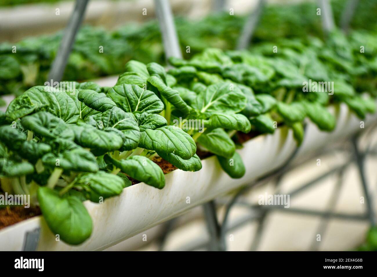 Verticale farming for Milk cabbage supply local market. Stock Photo