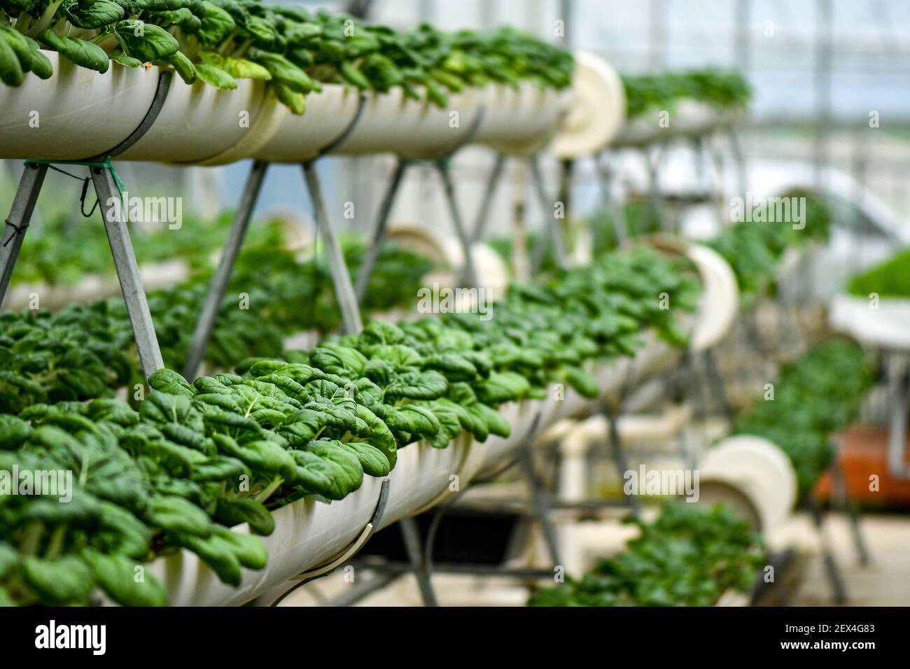 Verticale farming for Milk cabbage supply local market Stock Photo Alamy