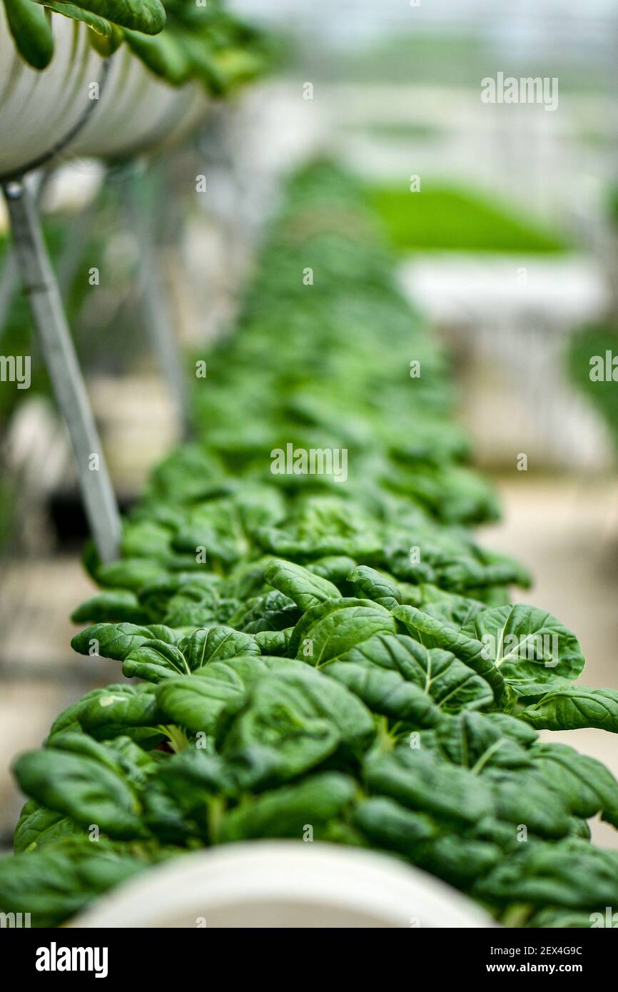 Verticale farming for Milk cabbage supply local market. Stock Photo
