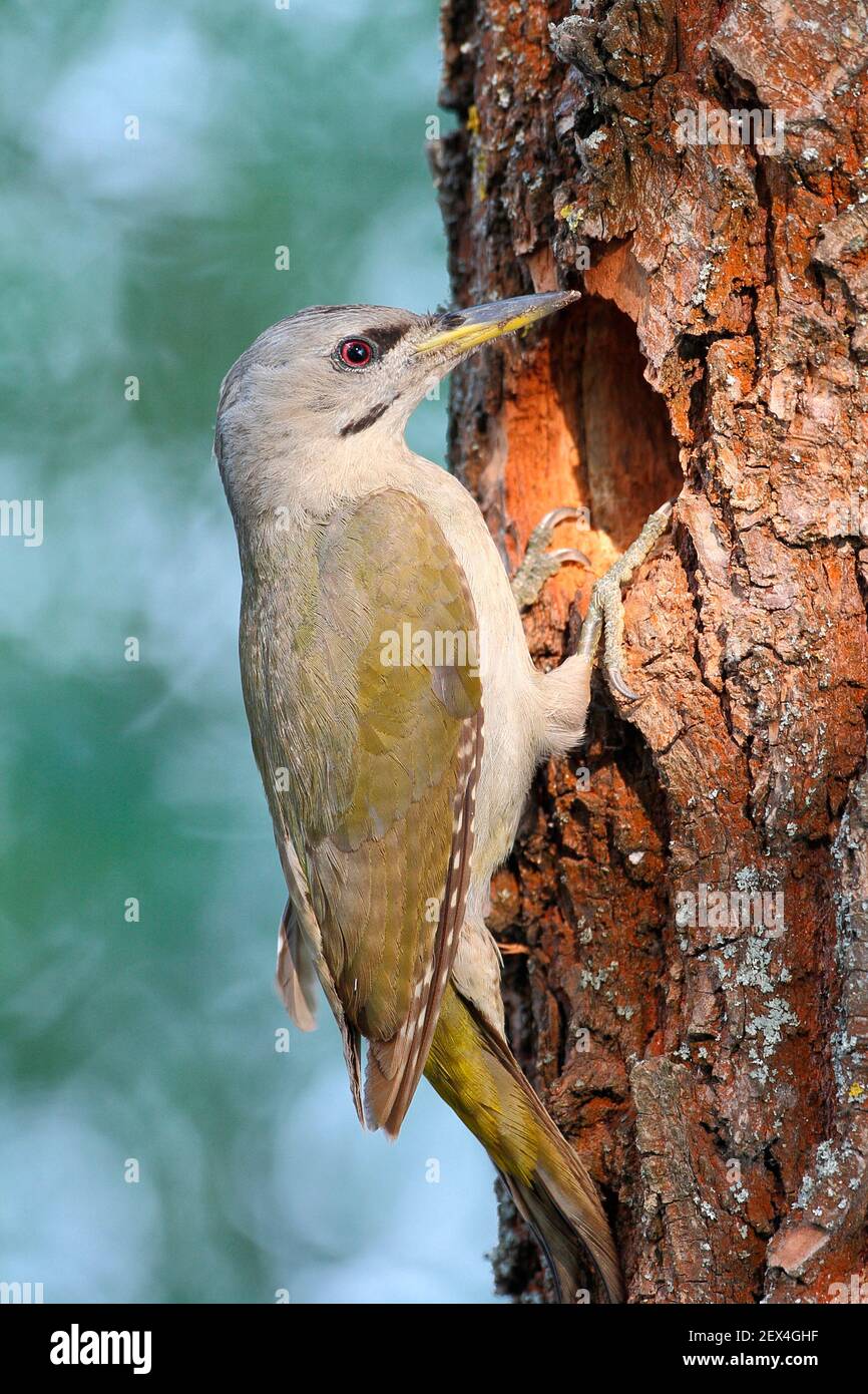 Grey-headed woodpecker (Picus canus) female at the entrance of her lodge, June, Romania Stock Photo