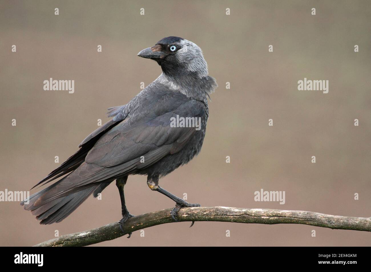 Eurasian Jackdaw (Coloeus monedula) adulte on a branch, July, Finistere, France Stock Photo