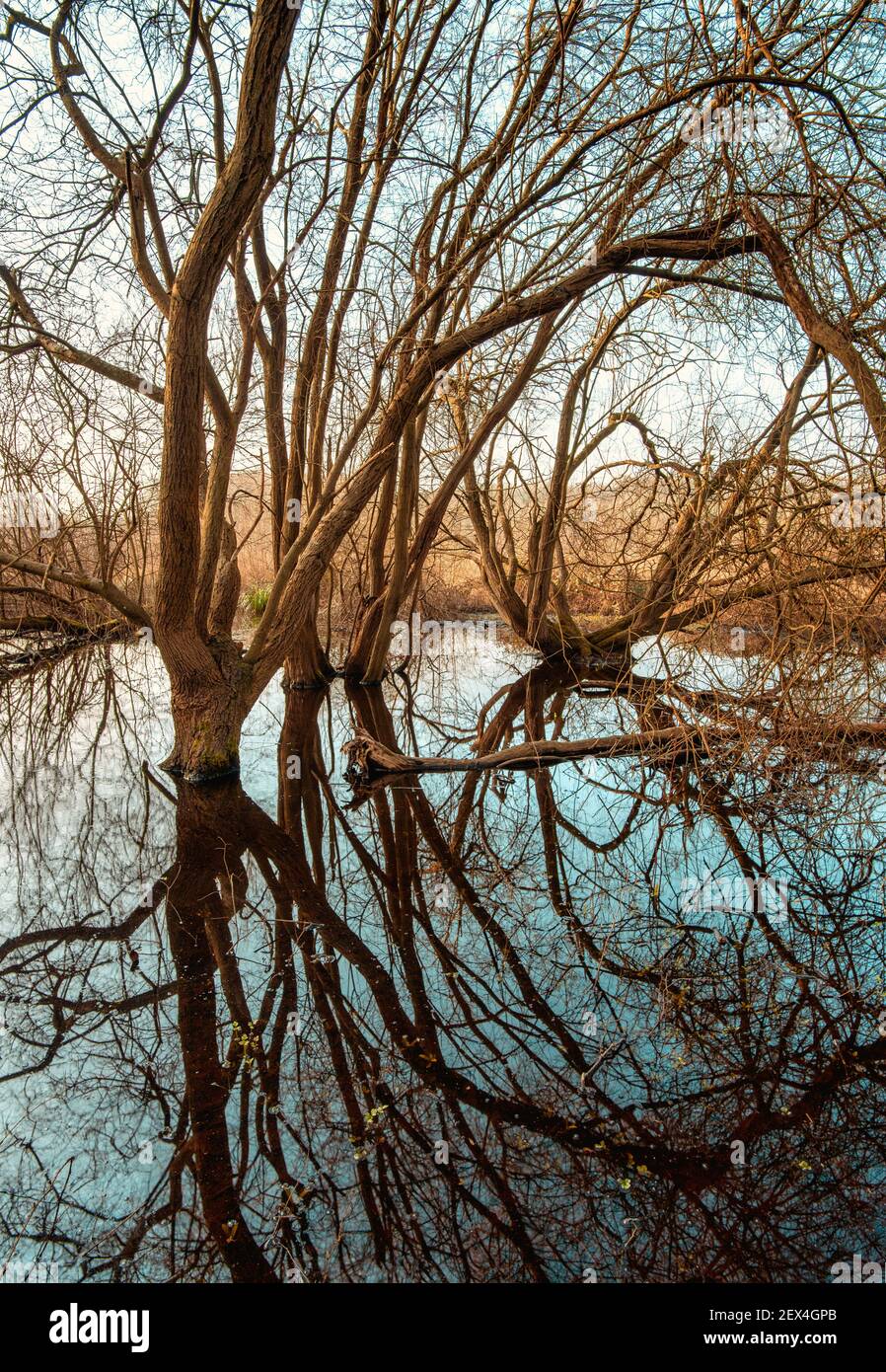Croxley Common Moor by River Gade and trees flooded by the river, Hertfordshire, UK Stock Photo