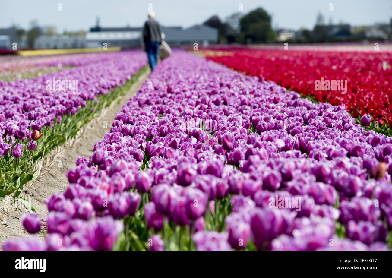 May 7th, 2015 Lisse, The Netherlands Flower fields in The