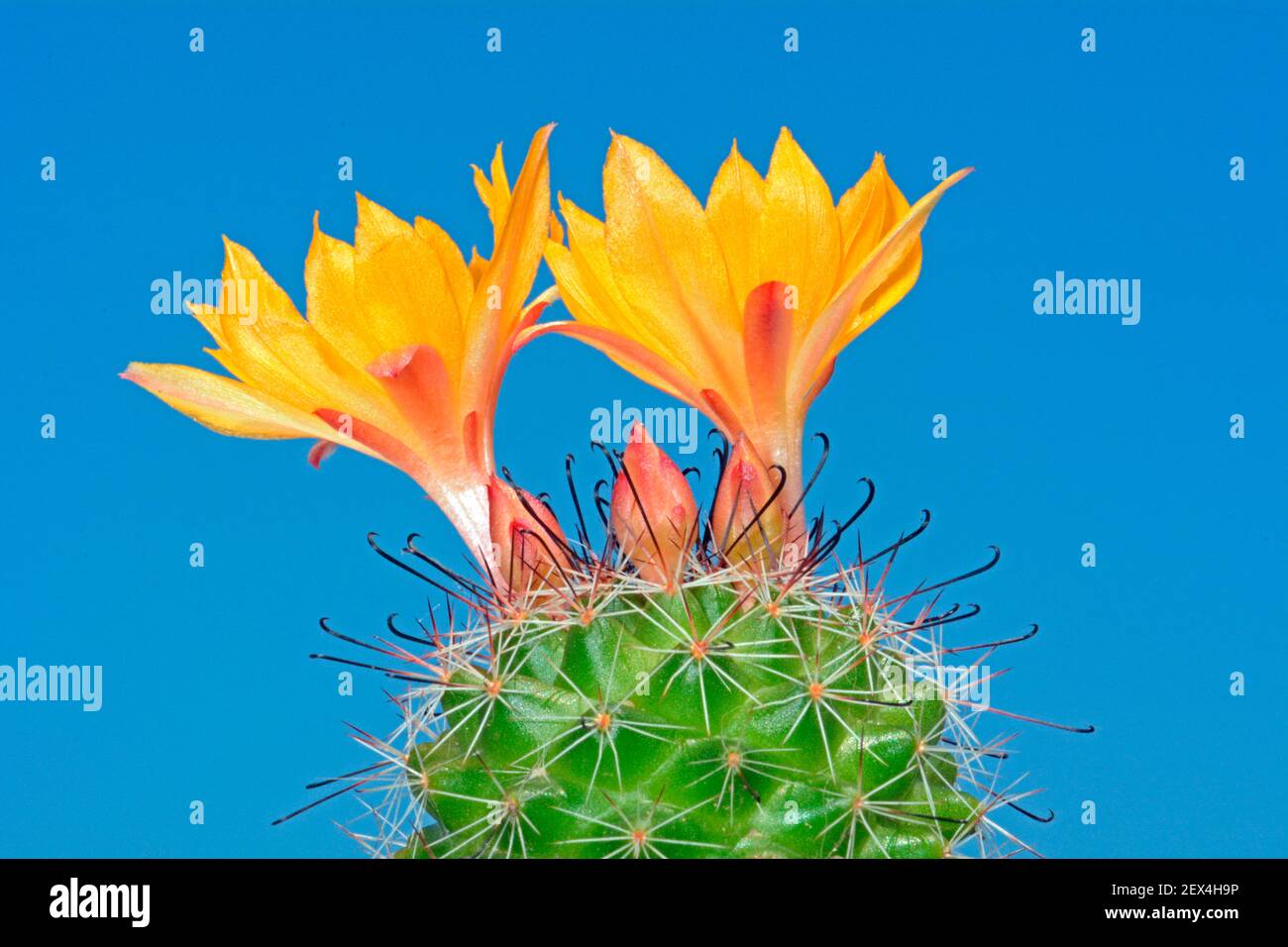 Cactus Mammillaria (Mammillaria sp) flowers on lbue background Stock Photo