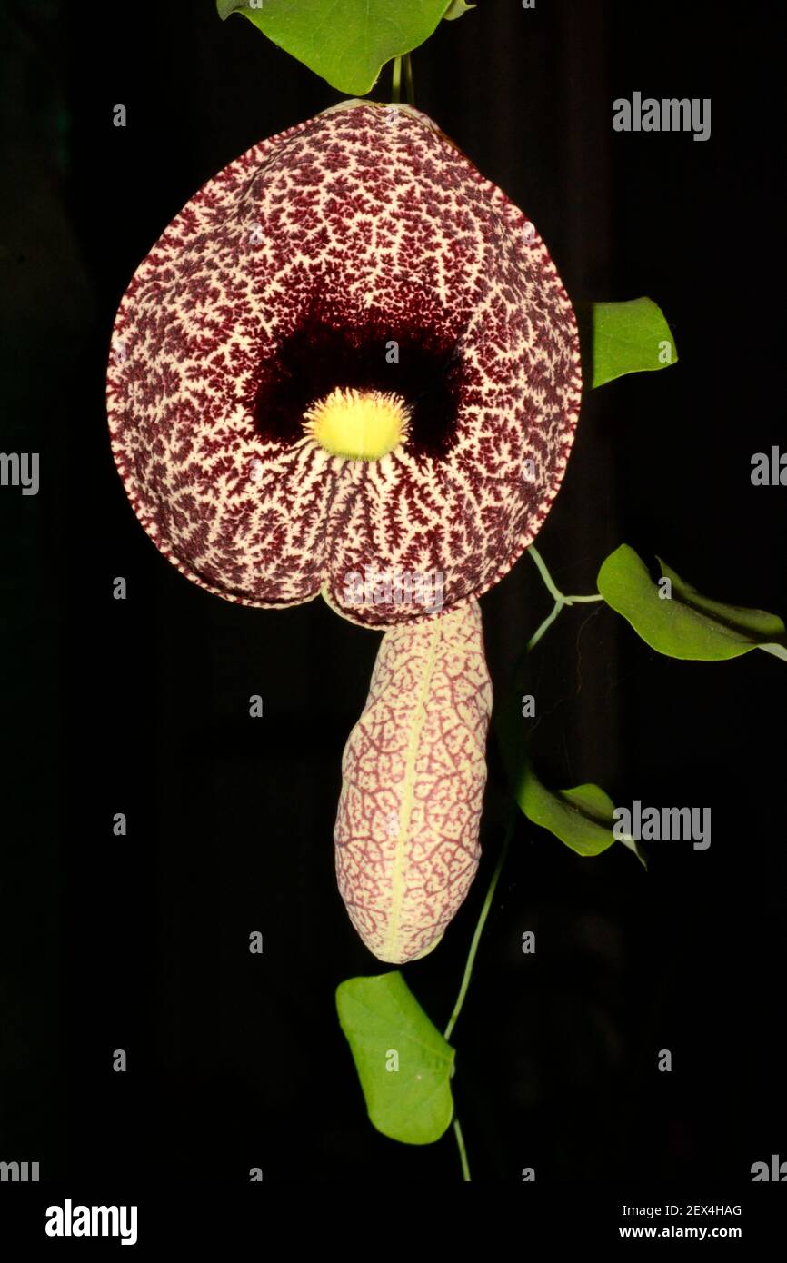 Elegant dutchman's pipe (Aristolochia elegans) on black background, New Caledonia Stock Photo